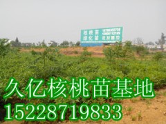 良種嫁接核桃苗批發，良種嫁接核桃苗價格-- 四川久億農林開發有限公司銷售部
