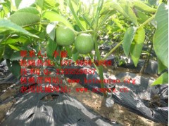 供應綿陽什么樣的環境適合種植核桃樹苗？-- 四川久億農林開發有限公司銷售部