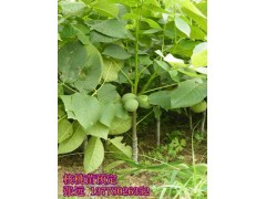 江北嫁接核桃苗價格，江北嫁接核桃苗技術-- 四川久億農林開發有限公司銷售部