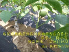 貴州核桃苗，貴州核桃苗供應-- 四川久億農林開發有限公司產品推廣