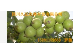 供應(yīng)綿陽8518核桃苗，8518核桃苗批發(fā)，8518核桃苗價(jià)格-- 四川久億農(nóng)林開發(fā)有限公司銷售部