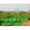 8518核桃苗批發(fā)，8518核桃苗價(jià)格LXM