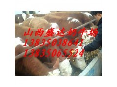 忻州西門塔爾肉牛多少錢？盛達奶牛養殖場告訴你價格-- 山西省盛達奶牛養殖場