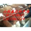 忻州西門塔爾肉牛多少錢？盛達奶牛養(yǎng)