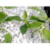 供應花博會推薦產品——農業基質、育