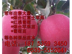 煙臺蘋果苗 煙臺蘋果樹苗 新品種蘋果苗基地直銷-- 煙臺市林業局果樹苗木科研基地煙臺矮化蘋果苗