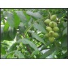 核桃苗 核桃苗栽種季節(jié)和花期時間