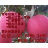 【商家推薦】正宗煙臺(tái)蘋果苗 全紅蘋