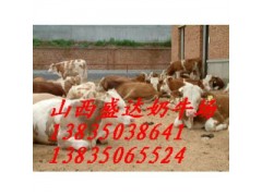 忻州哪里有做西門(mén)塔爾，夏洛萊肉牛,價(jià)格多少?-- 山西省盛達(dá)奶牛養(yǎng)殖場(chǎng)