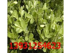 保定小葉黃楊多少錢？大型苗木花卉基地告訴你價格-- 河北省定州大型苗木花卉基地
