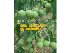 四川優(yōu)質(zhì)嫁接核桃苗批發(fā)，四川早實薄殼核桃苗-- 四川久億農(nóng)林開發(fā)有限公司銷售部