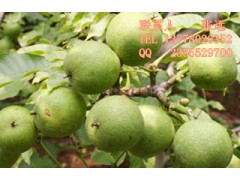 核桃苗，珠海核桃苗批發(fā)，珠海核桃苗價格-- 四川久億農(nóng)林開發(fā)有限公司銷售部