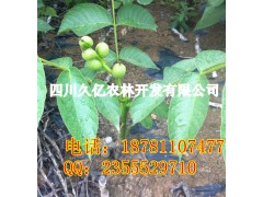 遂寧早實薄殼核桃苗，遂寧良種核桃苗培育基地-- 四川久億農(nóng)林開發(fā)有限公司銷售部