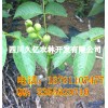 遂寧早實(shí)薄殼核桃苗，遂寧良種核桃苗