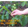 廣州市嫁接核桃苗，廣州市8518核桃苗