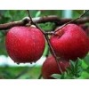【正宗】煙臺(tái)紅富士蘋果苗 m26矮化蘋