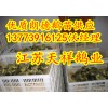 供應(yīng)純種朗德鵝苗新疆鵝苗多少錢一只