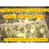 供應(yīng)優(yōu)質(zhì)皖西鵝苗湖北鵝苗多少錢一只