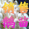 供應(yīng)優(yōu)質(zhì)純種浙東鵝苗湖北鵝苗價格