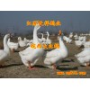供應(yīng)皖西大白鵝湖北鵝苗價格