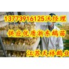 供應(yīng)浙東鵝苗海南鵝苗供應(yīng)商