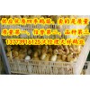 常年供應(yīng)優(yōu)質(zhì)浙東鵝苗河南鵝苗供應(yīng)商