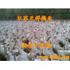 銷售浙東鵝苗河南最大鵝苗供應(yīng)商