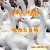 供應(yīng)皖西鵝苗湖北鵝苗最大供應(yīng)商