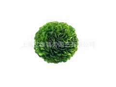 保鮮黃楊球 10cm 廠家直銷(xiāo) 常青藤-- 上海艾維福勞有限公司