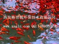 景觀魚(yú)池水處理設(shè)備 (30)